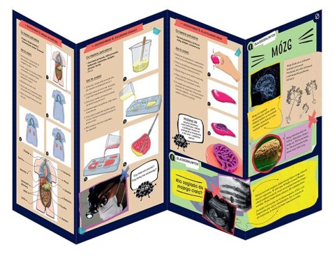 Zestaw naukowy Fun Scienc-Squishy Organs Zestaw naukowy Fun Scienc-Squishy Organs