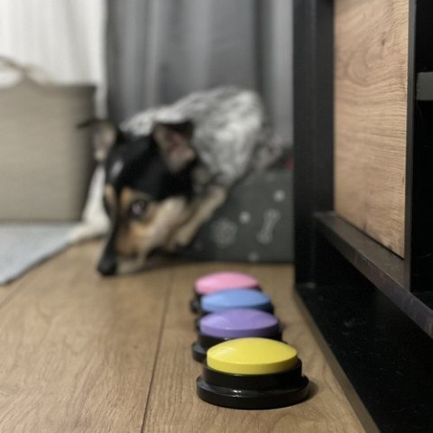 Przyciski dźwiękowe dla zwierząt Purlov 24615 Purlov Przyciski dźwiękowe dla zwierząt Purlov 24615 Purlov