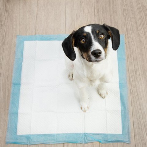 Podkład higieniczny 60x60cm 100szt. Purlov 21601 Purlov Podkład higieniczny 60x60cm 100szt. Purlov 21601 Purlov