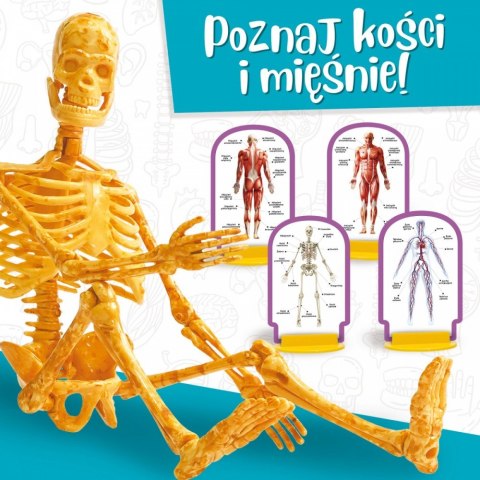 Zestaw naukowy Im a Genius Poznaj ciało człowieka Zestaw naukowy Im a Genius Poznaj ciało człowieka