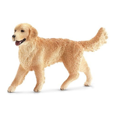 Golden retrieve r, suczka Golden retrieve r, suczka