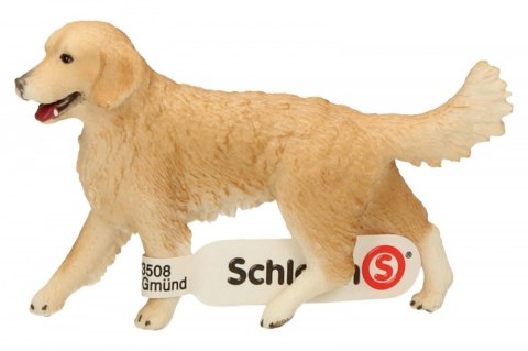Golden retrieve r, suczka Golden retrieve r, suczka