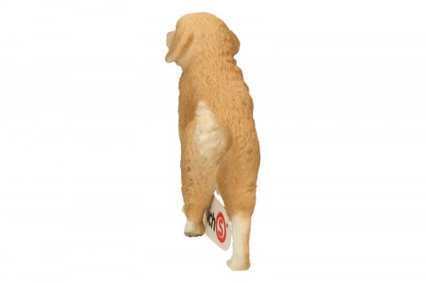 Golden retrieve r, suczka Golden retrieve r, suczka