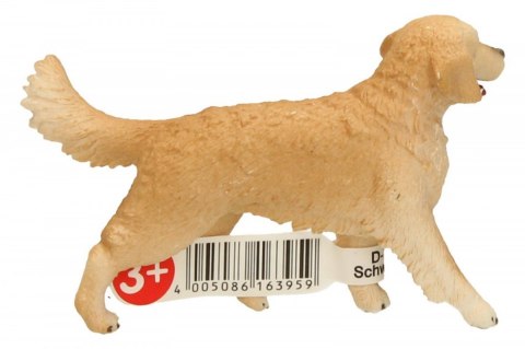 Golden retrieve r, suczka Golden retrieve r, suczka