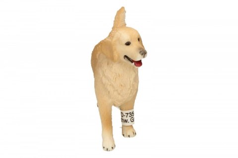 Golden retrieve r, suczka Golden retrieve r, suczka
