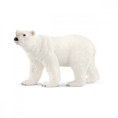 Niedźwiedź polarny Niedźwiedź polarny